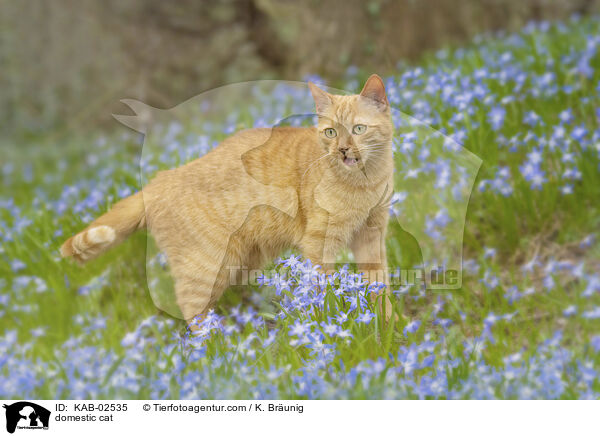 Hauskatze / domestic cat / KAB-02535