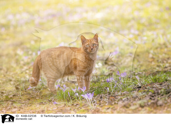 domestic cat / KAB-02536