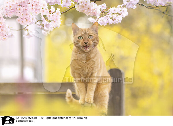 Hauskatze / domestic cat / KAB-02538