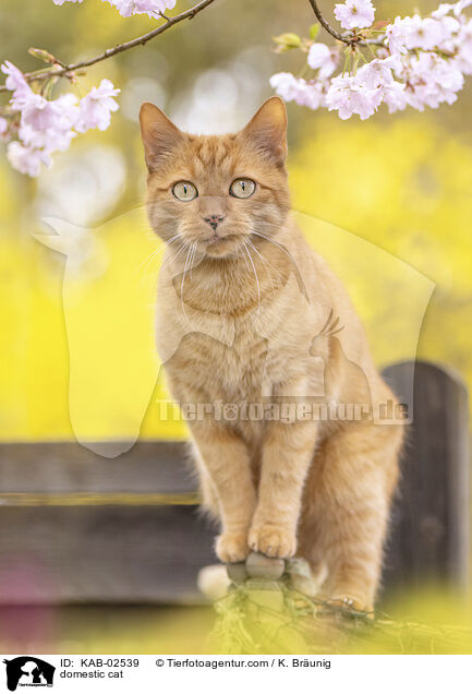 domestic cat / KAB-02539