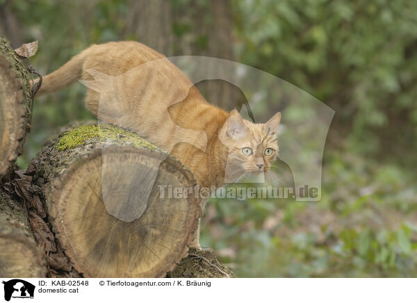 domestic cat / KAB-02548