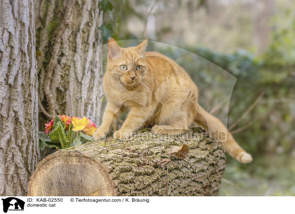 domestic cat / KAB-02550