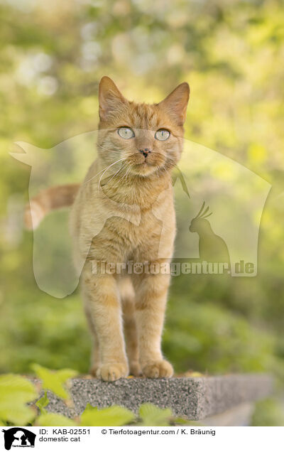 domestic cat / KAB-02551
