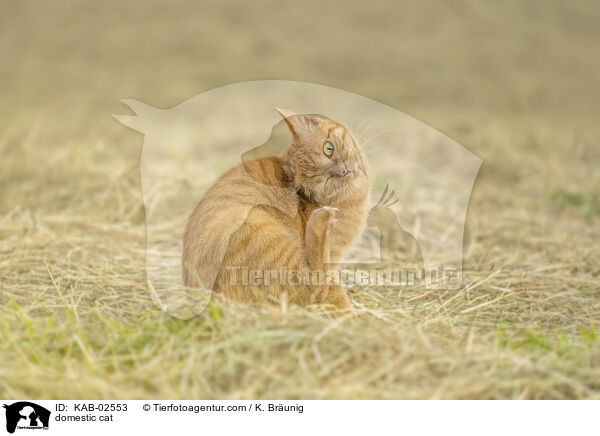 Hauskatze / domestic cat / KAB-02553