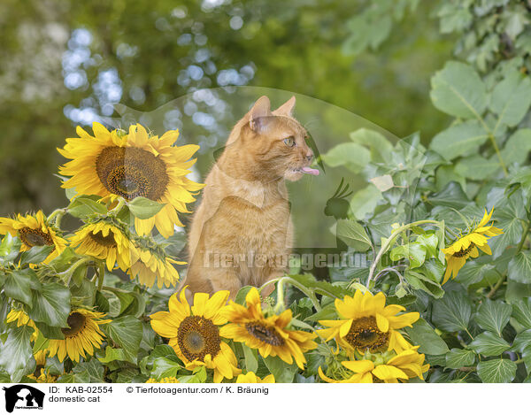 Hauskatze / domestic cat / KAB-02554