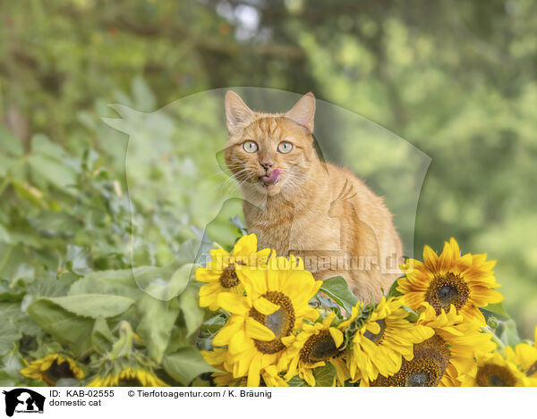 Hauskatze / domestic cat / KAB-02555