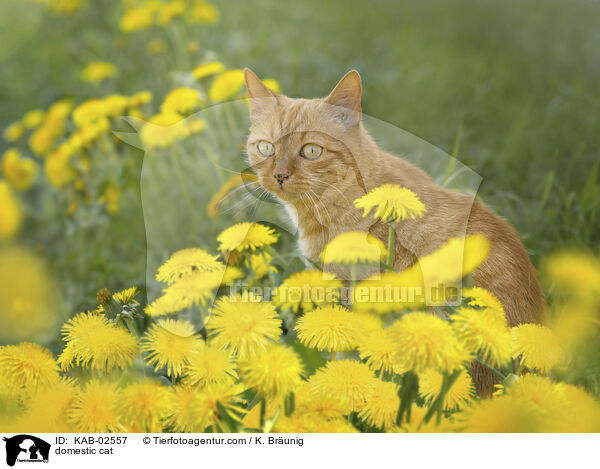 Hauskatze / domestic cat / KAB-02557