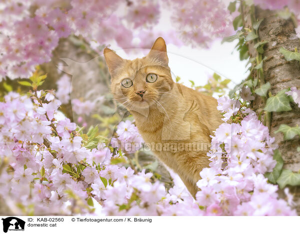 domestic cat / KAB-02560