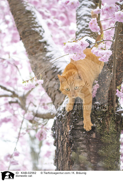 Hauskatze / domestic cat / KAB-02562