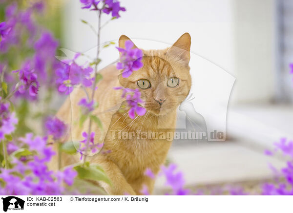 domestic cat / KAB-02563