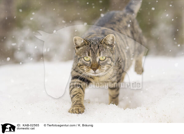 domestic cat / KAB-02565
