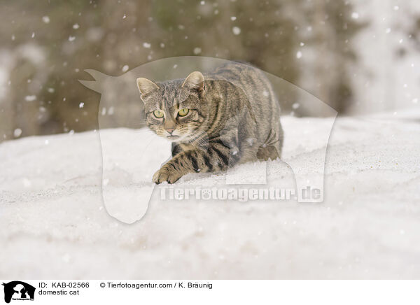 domestic cat / KAB-02566