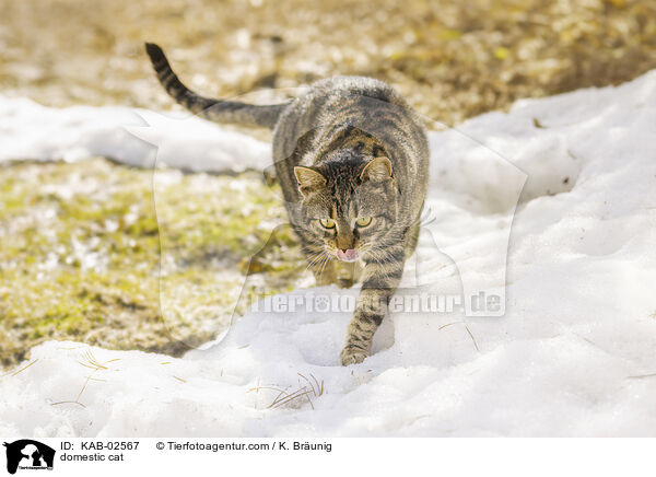 Hauskatze / domestic cat / KAB-02567