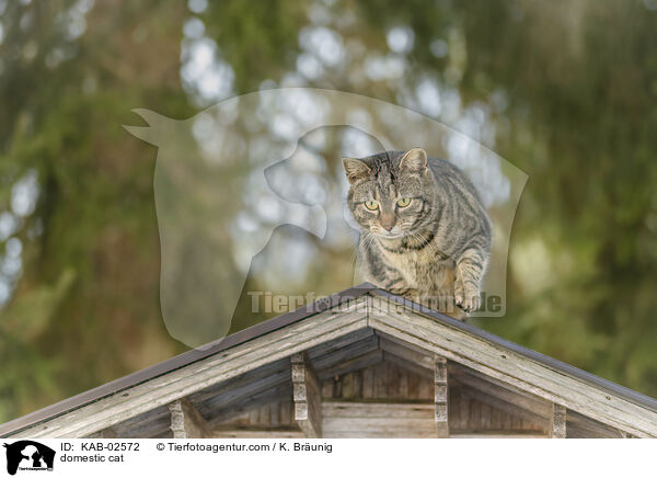 domestic cat / KAB-02572
