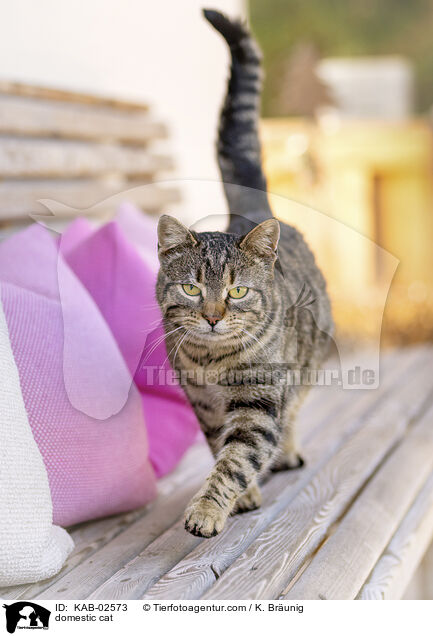 domestic cat / KAB-02573