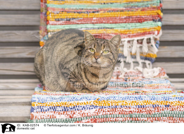 Hauskatze / domestic cat / KAB-02574