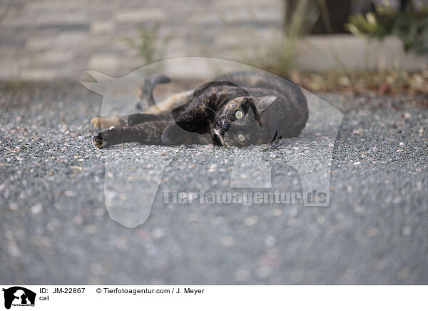 cat / JM-22867