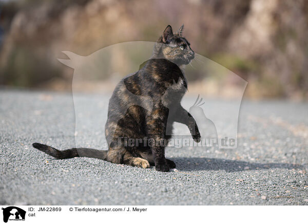 Katze / cat / JM-22869