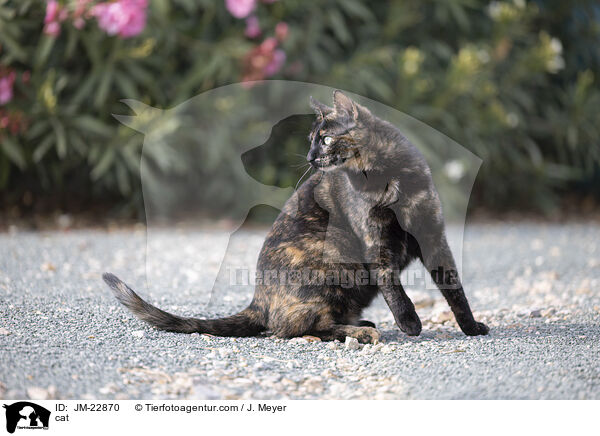 Katze / cat / JM-22870