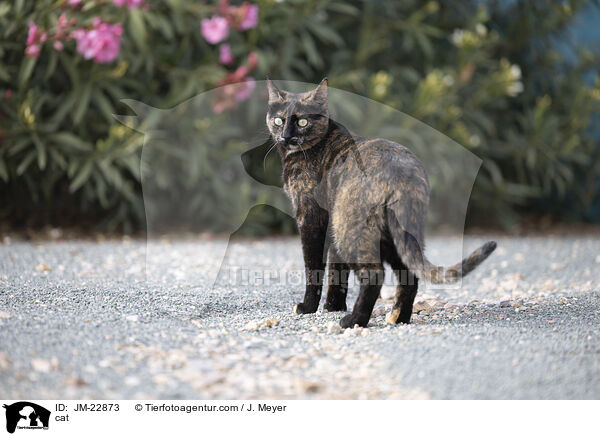 cat / JM-22873