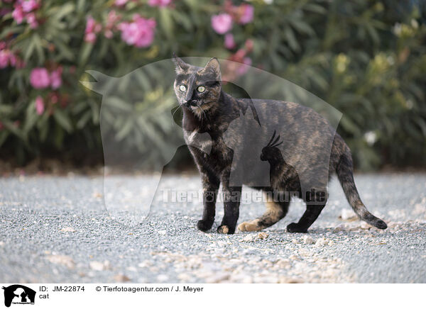 cat / JM-22874