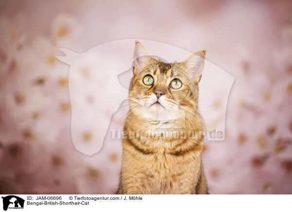 Bengal-Britisch-Kurzhaar-Mix / Bengal-British-Shorthair-Cat / JAM-06696