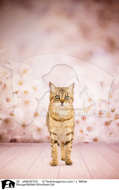 Bengal-Britisch-Kurzhaar-Mix / Bengal-British-Shorthair-Cat / JAM-06704