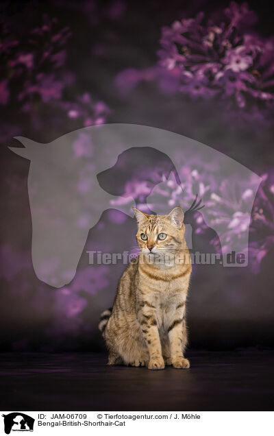 Bengal-Britisch-Kurzhaar-Mix / Bengal-British-Shorthair-Cat / JAM-06709