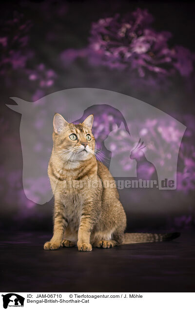 Bengal-Britisch-Kurzhaar-Mix / Bengal-British-Shorthair-Cat / JAM-06710