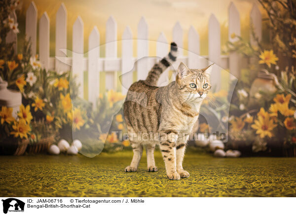 Bengal-Britisch-Kurzhaar-Mix / Bengal-British-Shorthair-Cat / JAM-06716