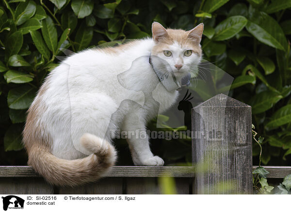 Hauskatze / domestic cat / SI-02516
