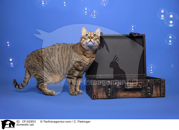 Hauskatze / domestic cat / CF-02953