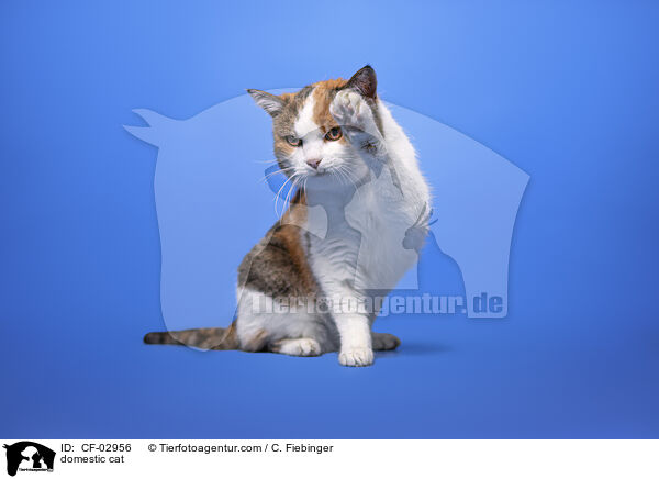 domestic cat / CF-02956