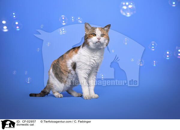 Hauskatze / domestic cat / CF-02957