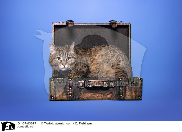 Hauskatze / domestic cat / CF-03077