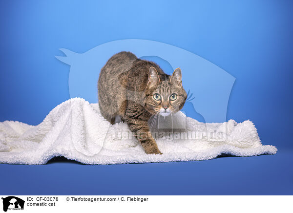 Hauskatze / domestic cat / CF-03078