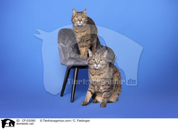 Hauskatze / domestic cat / CF-03080