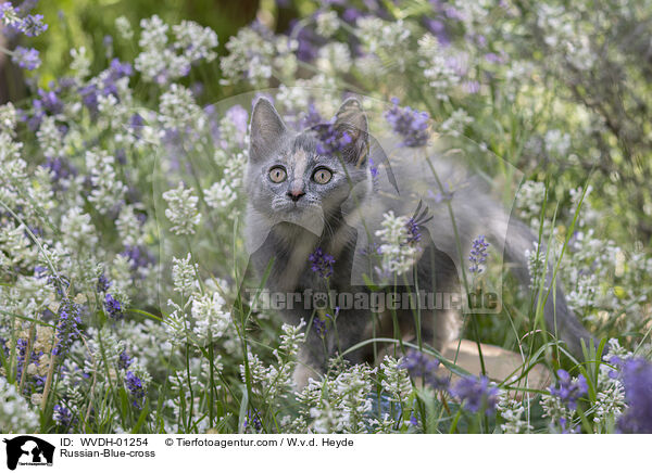 Russisch-Blau-Mischling / Russian-Blue-cross / WVDH-01254