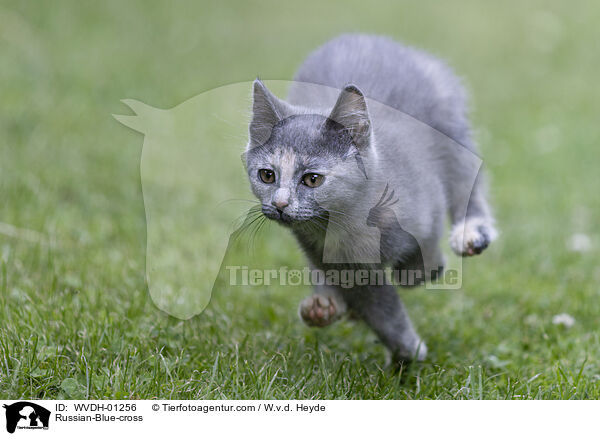 Russisch-Blau-Mischling / Russian-Blue-cross / WVDH-01256