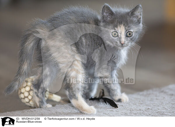 Russisch-Blau-Mischling / Russian-Blue-cross / WVDH-01258