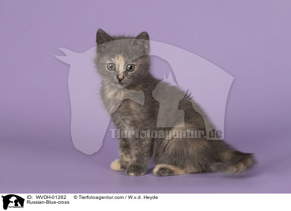 Russian-Blue-cross / WVDH-01262