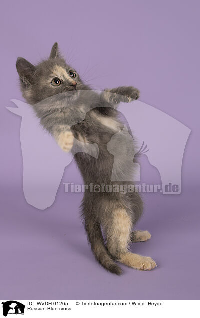 Russisch-Blau-Mischling / Russian-Blue-cross / WVDH-01265