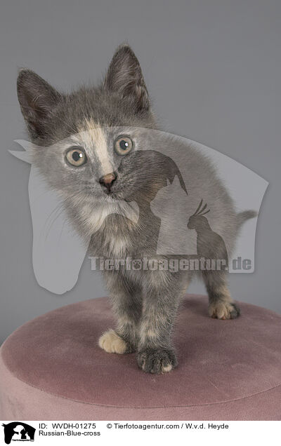 Russisch-Blau-Mischling / Russian-Blue-cross / WVDH-01275