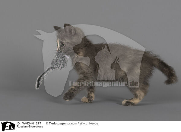 Russisch-Blau-Mischling / Russian-Blue-cross / WVDH-01277