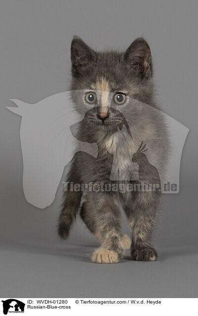 Russisch-Blau-Mischling / Russian-Blue-cross / WVDH-01280