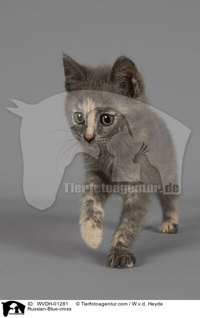 Russisch-Blau-Mischling / Russian-Blue-cross / WVDH-01281
