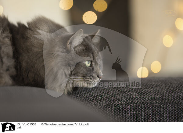 Katze / cat / VL-01533