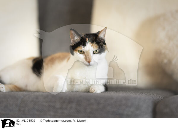 Katze / cat / VL-01536