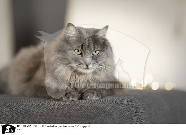 cat / VL-01538