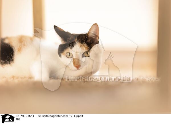 Katze / cat / VL-01541